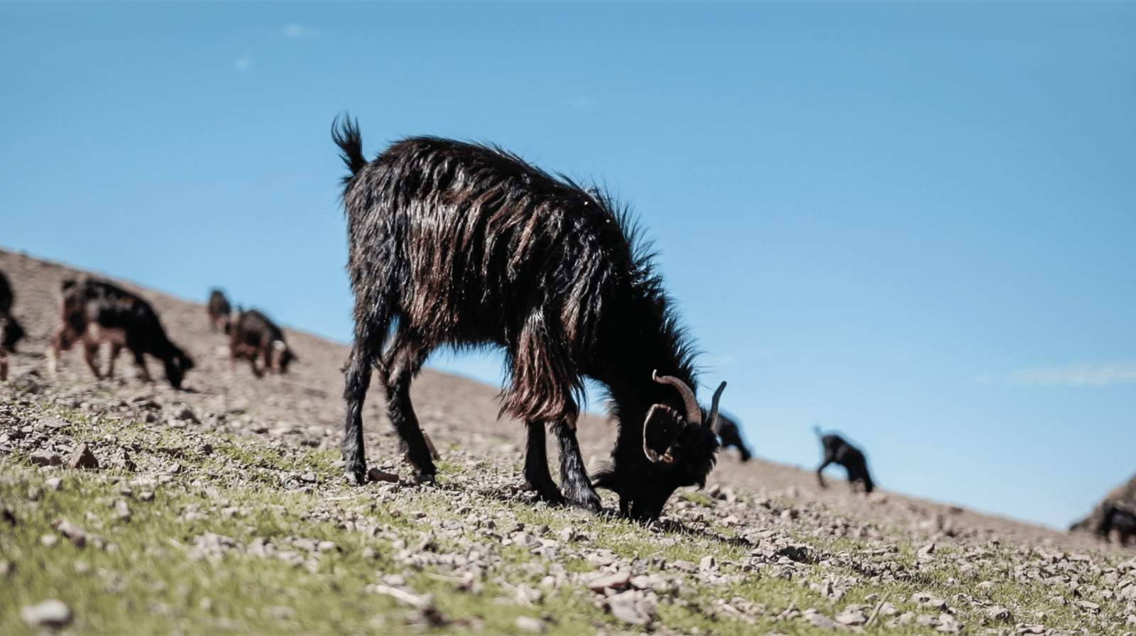 Mount Toubkal trek - goats