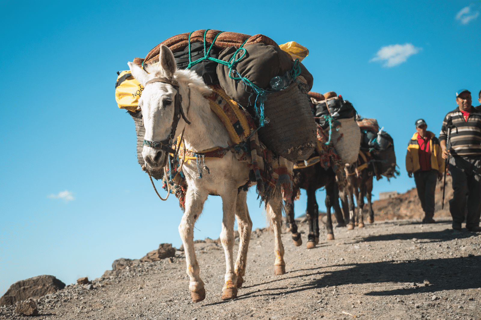 Mount Toubkal trek - mules
