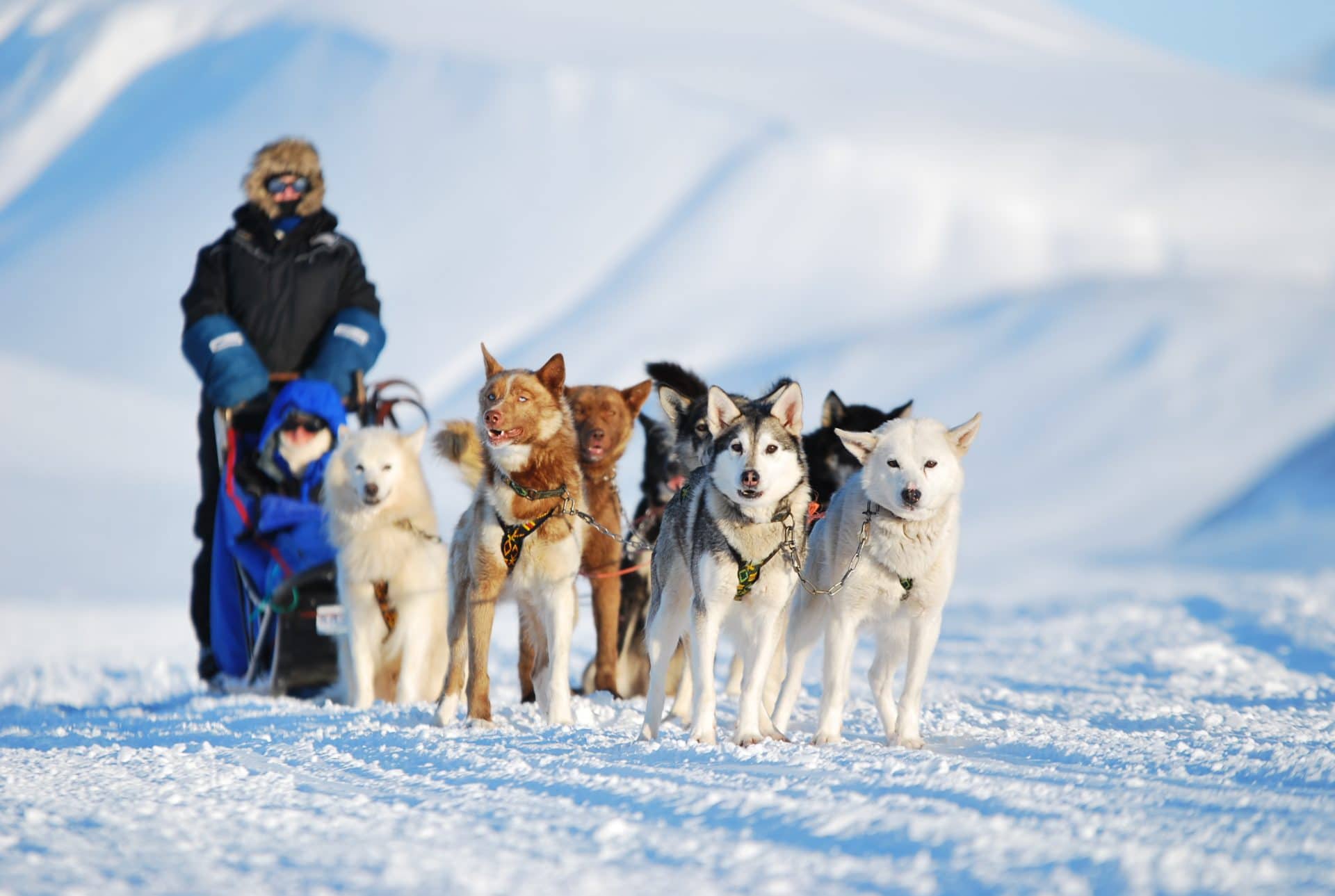 Husky sledding in Svalbard