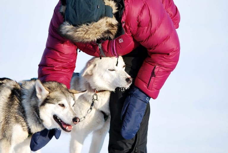 Husky sledging in Svalbard