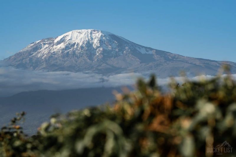 TBLC Kilimanjaro x