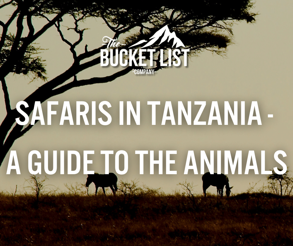 SAFARIS IN TANZANIA - A GUIDE TO THE ANIMALS - featured image