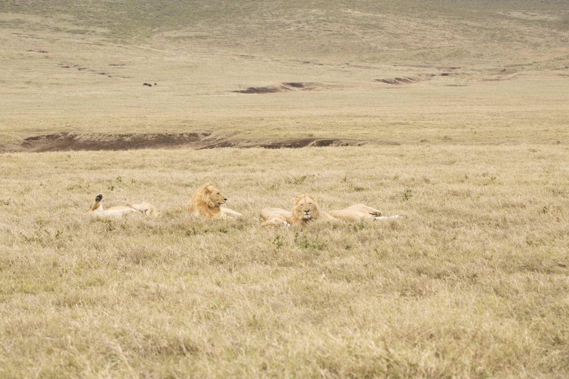 Lions of safari in Tanzania