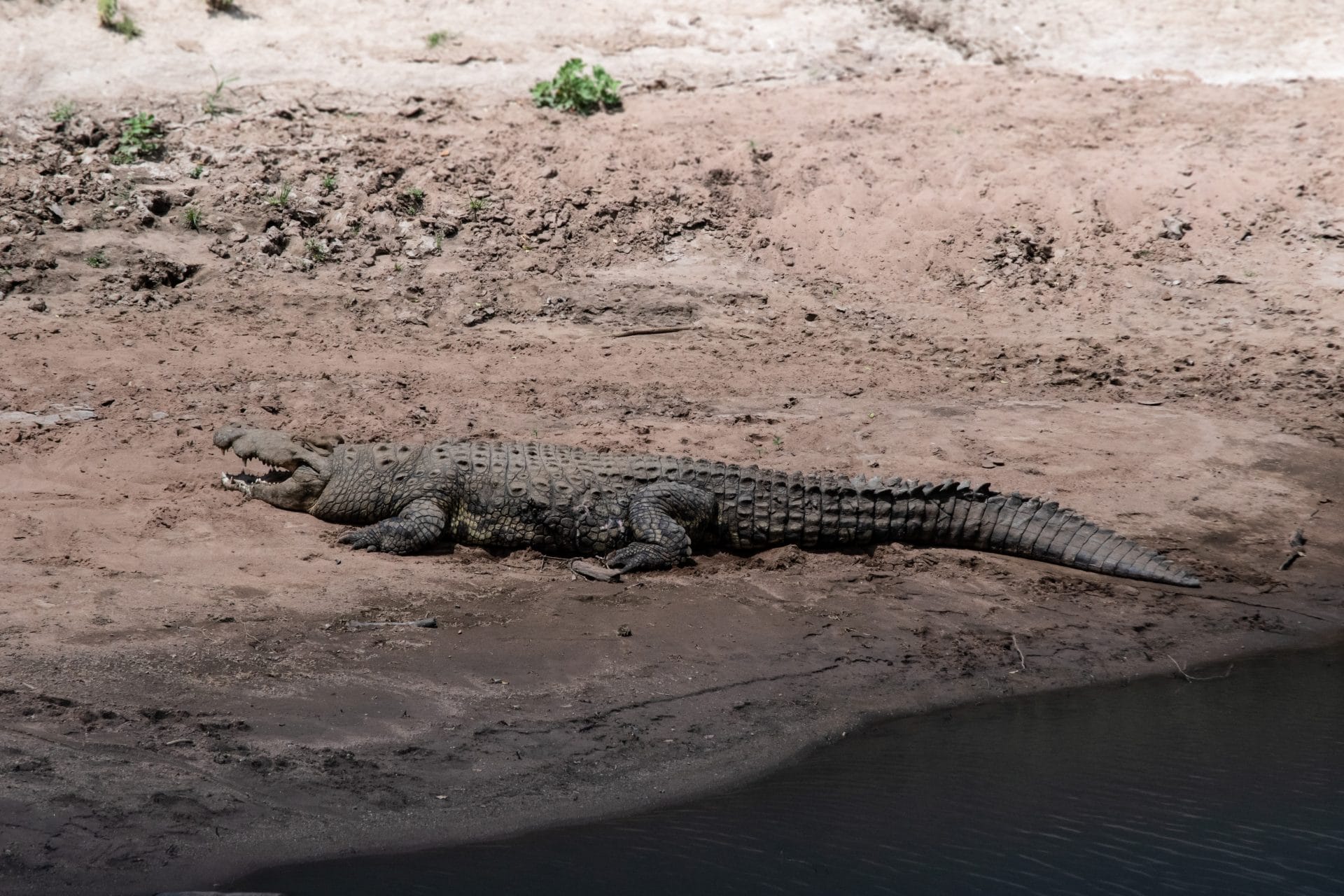 Crocodile on Tanzania safari holiday