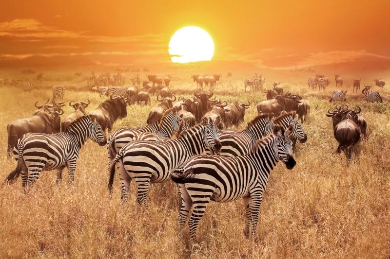 Zebra on Safari in Tanzania