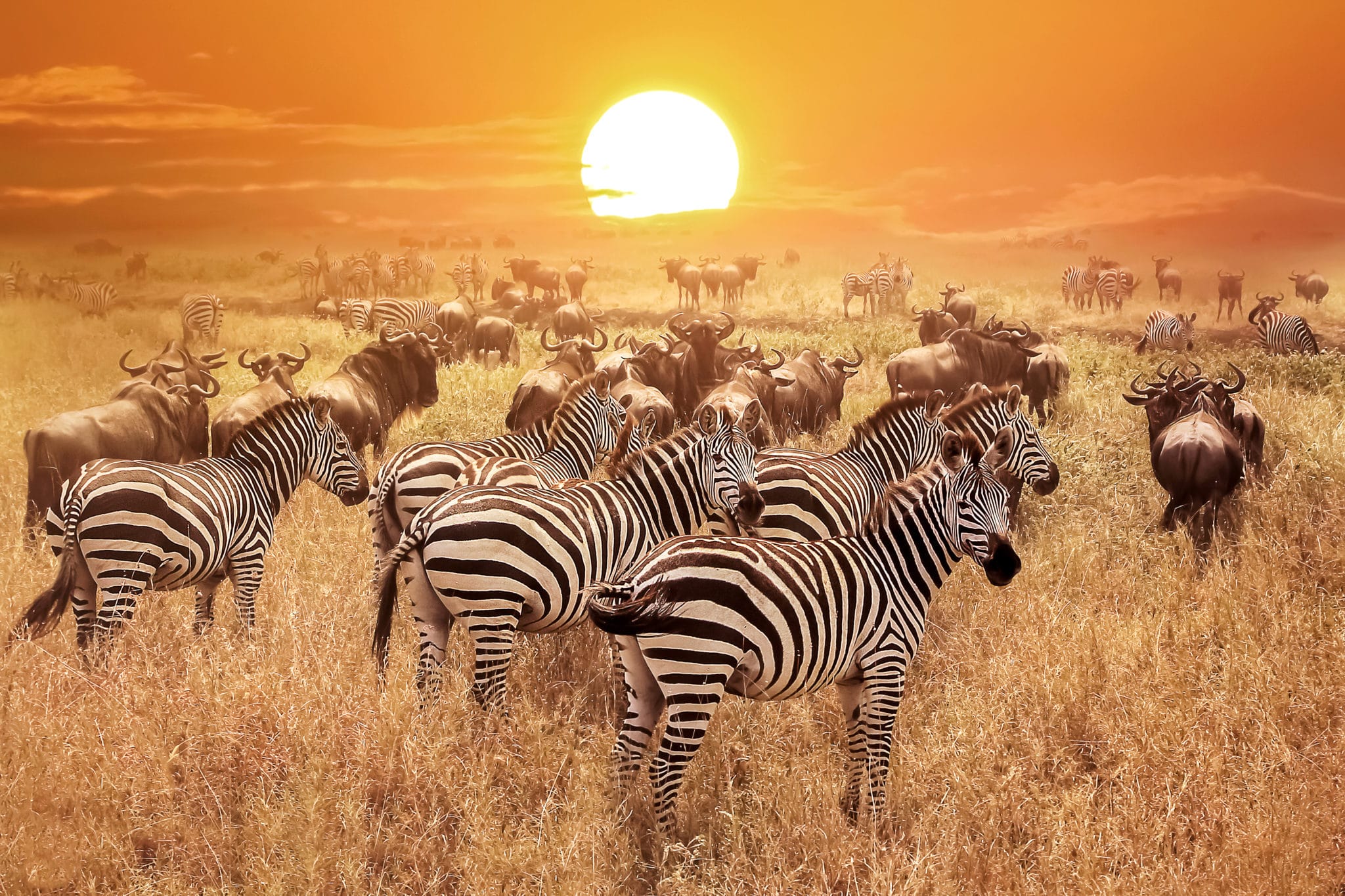 Tanzania Safari - What Animals Can Be Seen? | Bucket List Company