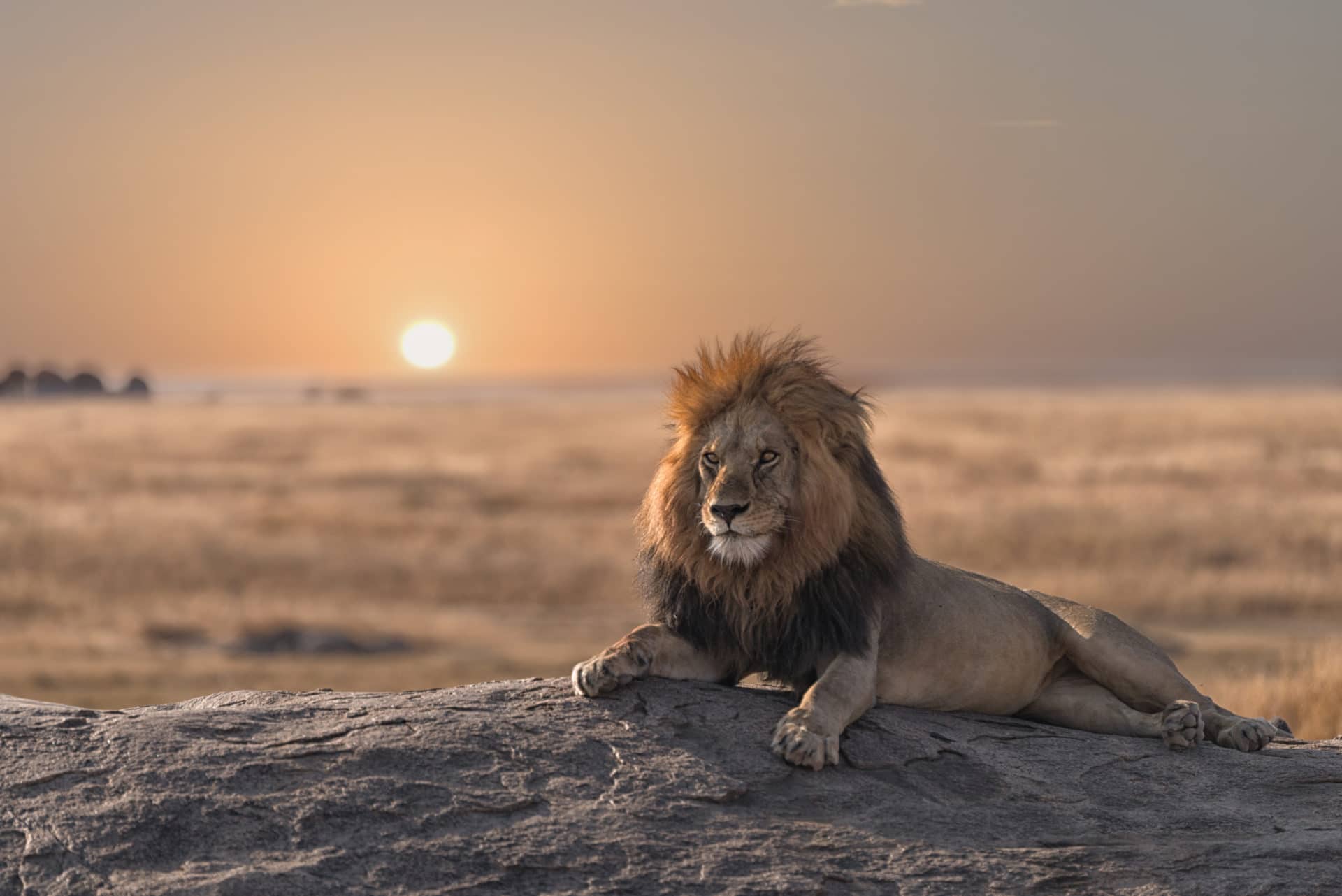 Lion on Safari in Tanzania