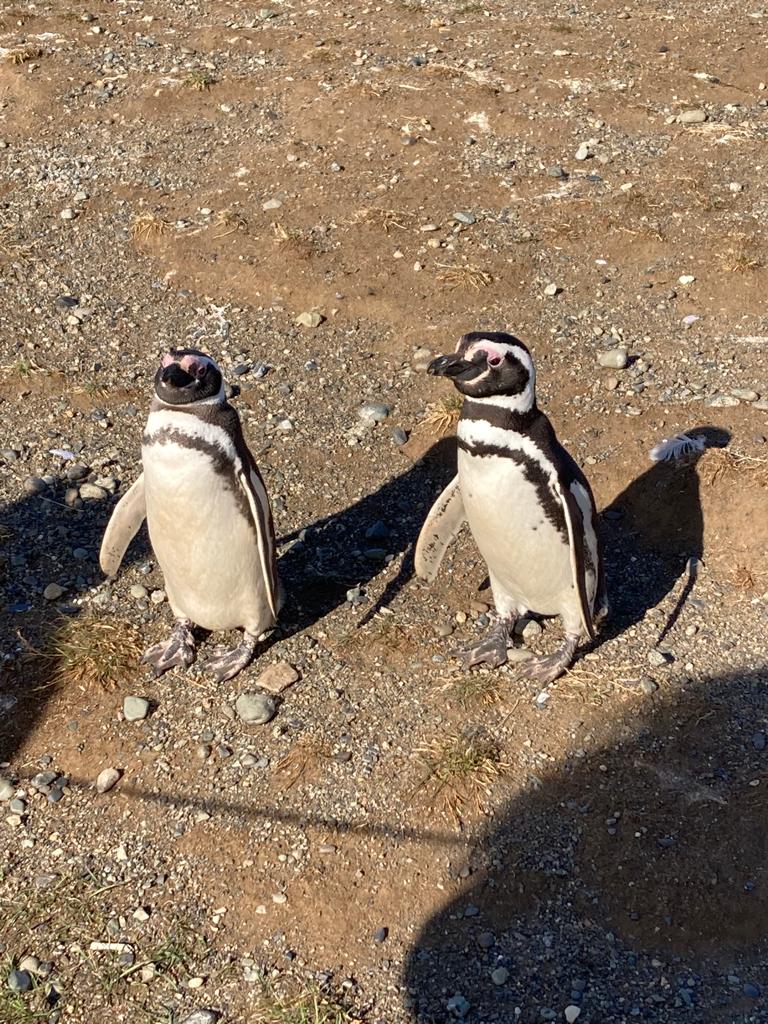Magellanic penguins standing on a rocky shoreline in Patagonia