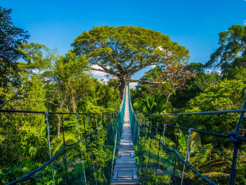 Amazon Jungle Featured Image