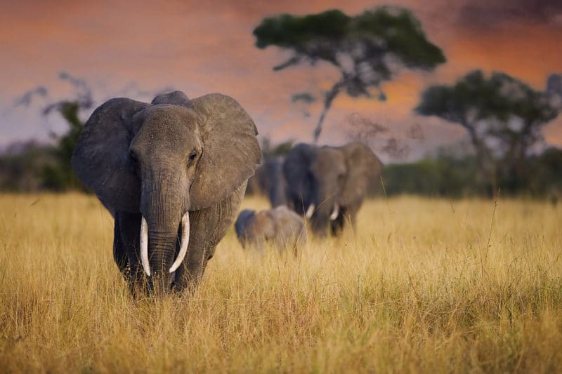 elephants Tanzania