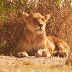 Lion resting in natural habitat during a Tanzanian safari experience