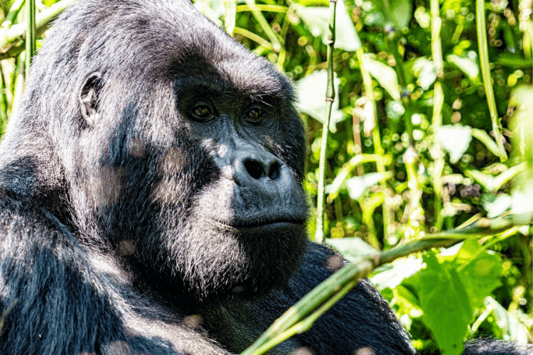 Adult mountain gorilla sitting among dense rainforest vegetation in Uganda.