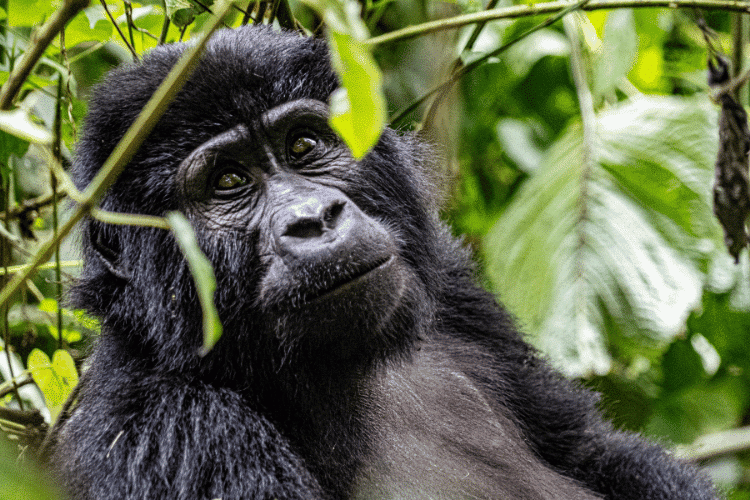 Close-up of a mountain gorilla in Bwindi Impenetrable National Park, Uganda.