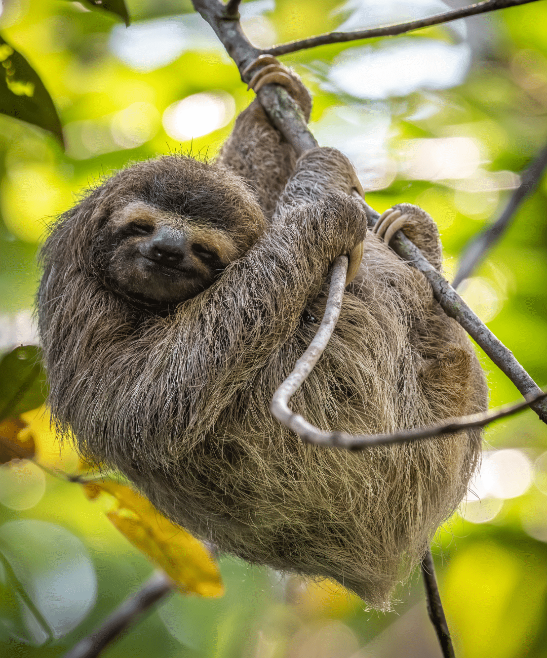 sloth hanging in tree - Costa Rica