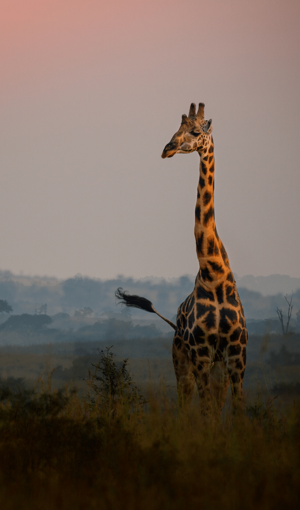 How Much Do Safari Holidays Really Cost? - giraffe