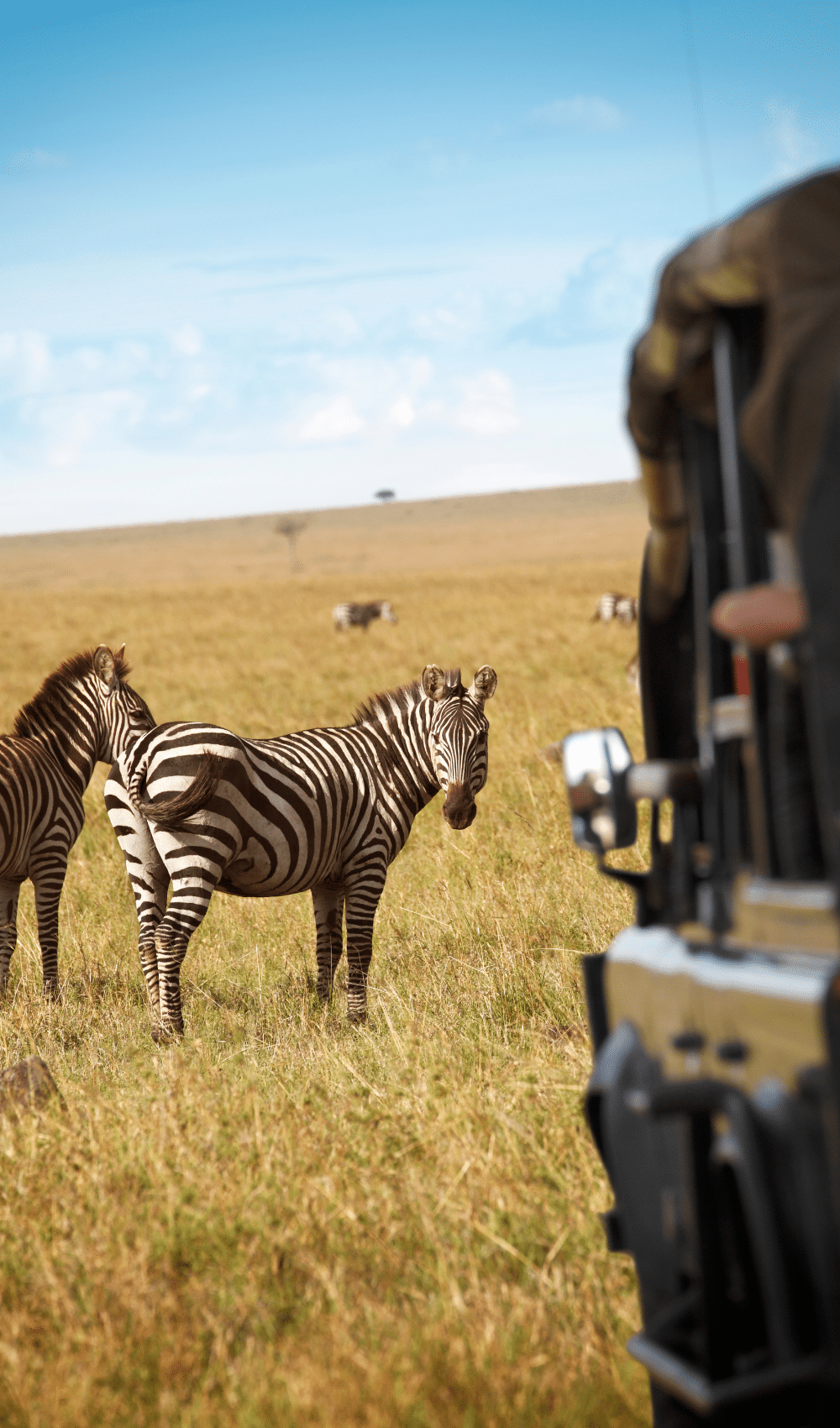 How Much Do Safari Holidays Really Cost? - zebra