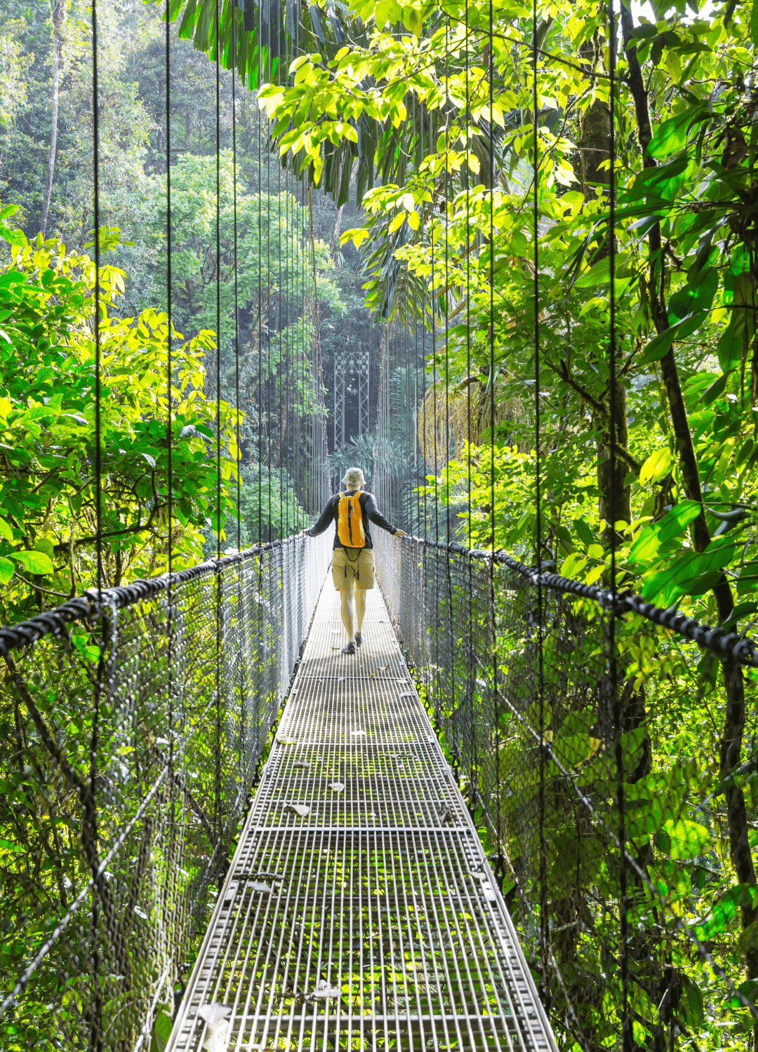 generic Costa Rica national park tree walk