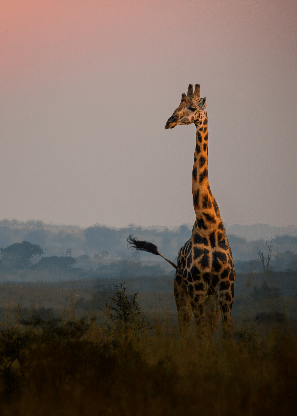Unveiling the Magic: Tanzanian Safaris and the Enchanting National Parks - giraffe