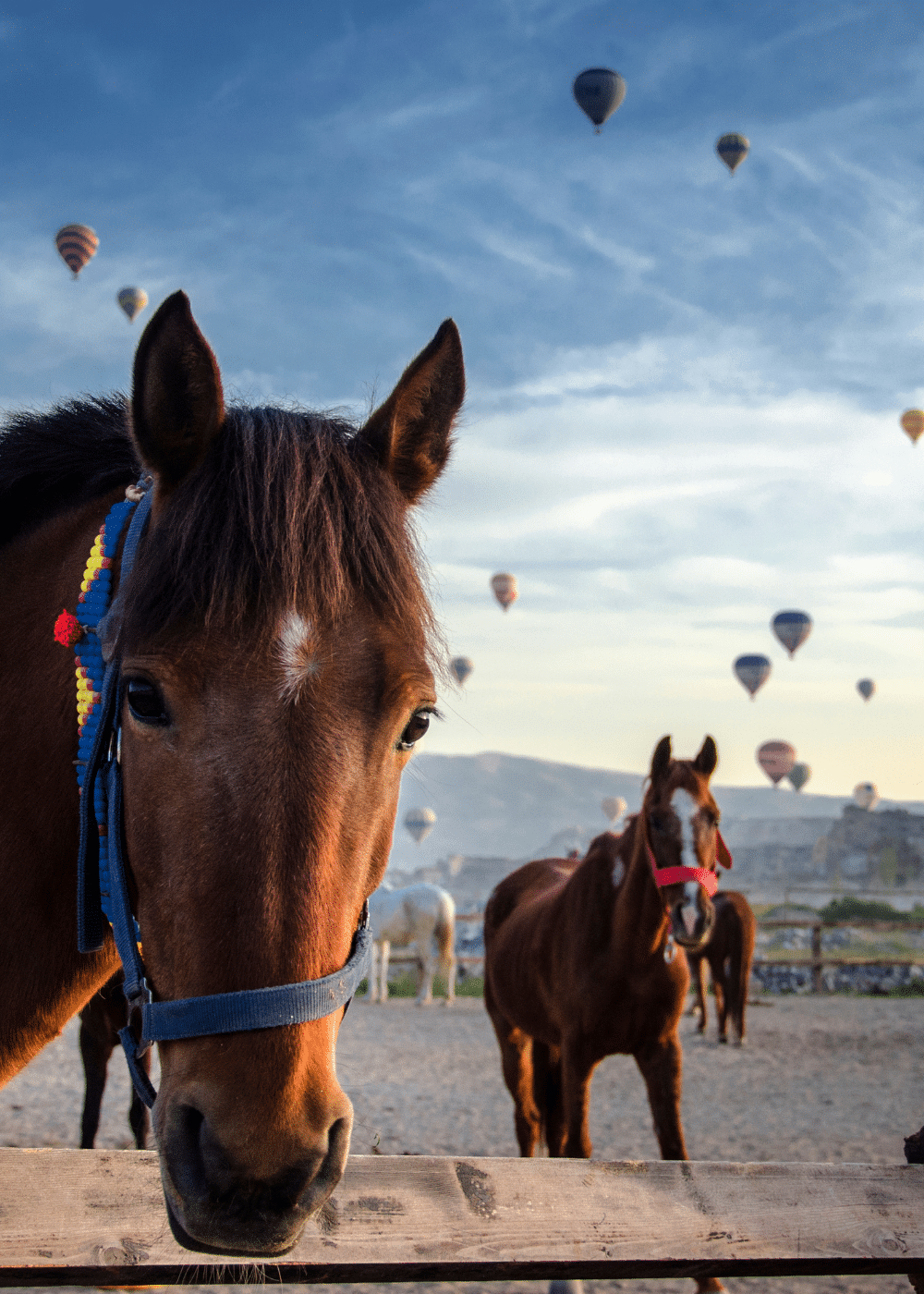 Unveiling the Mysteries of Cappadocia: A Traveller's Guide - horses with hot air balloons