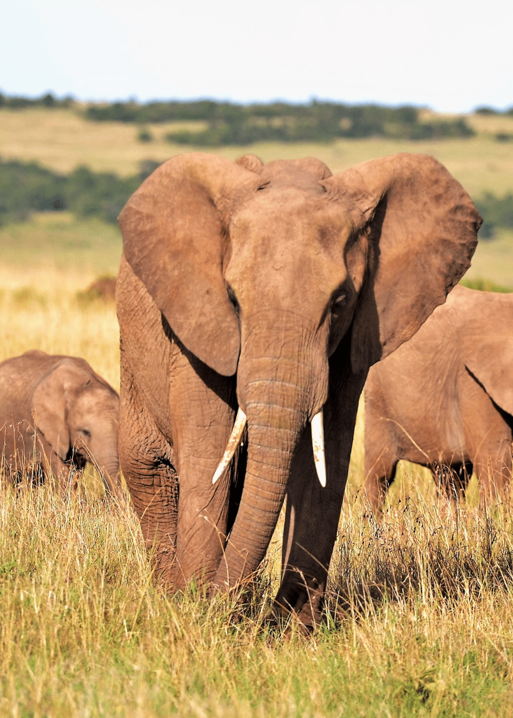 Unveiling the Magic: Tanzanian Safaris and the Enchanting National Parks - elephant