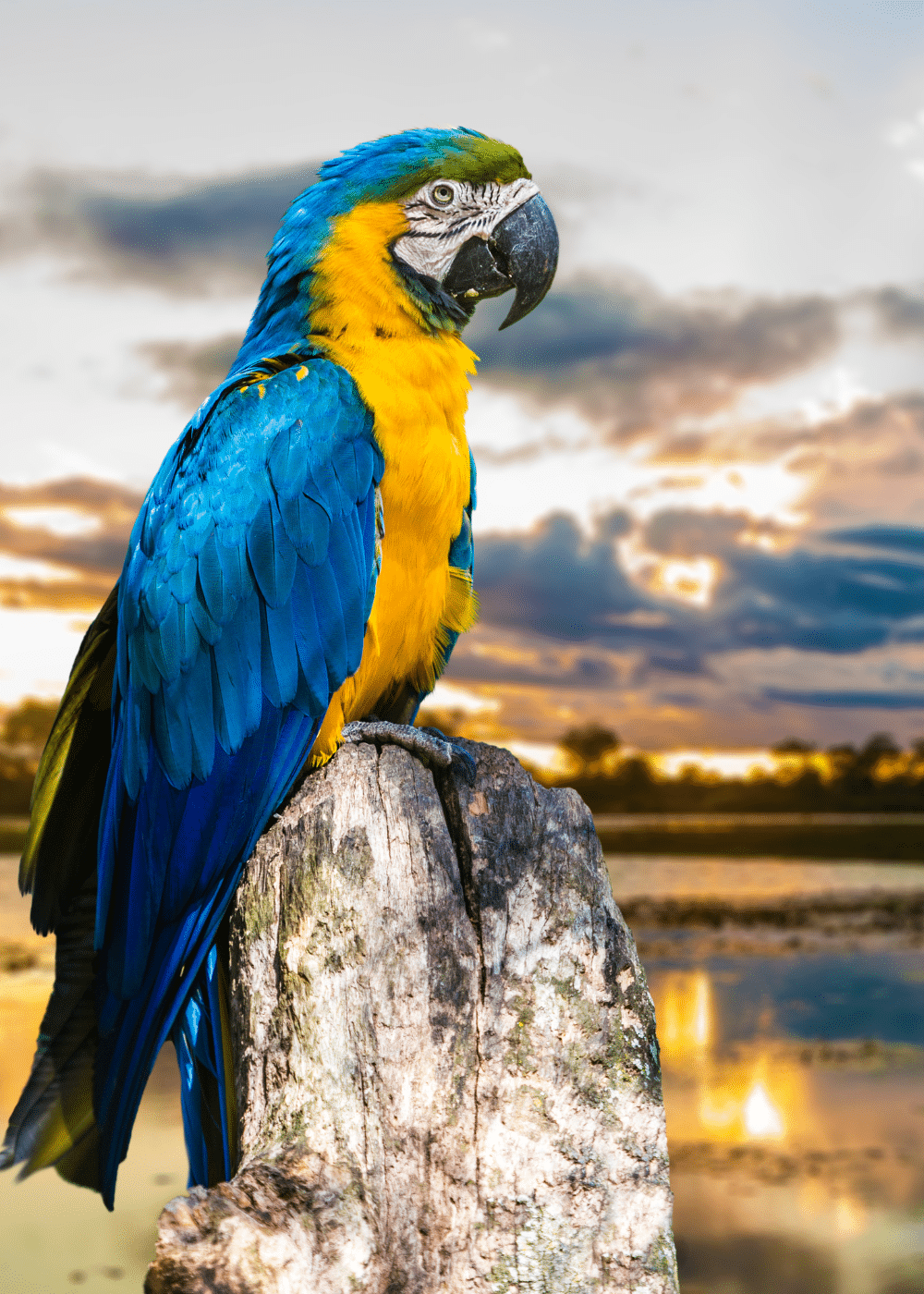 Do I need a visa for Brazil from the UK? - parrot