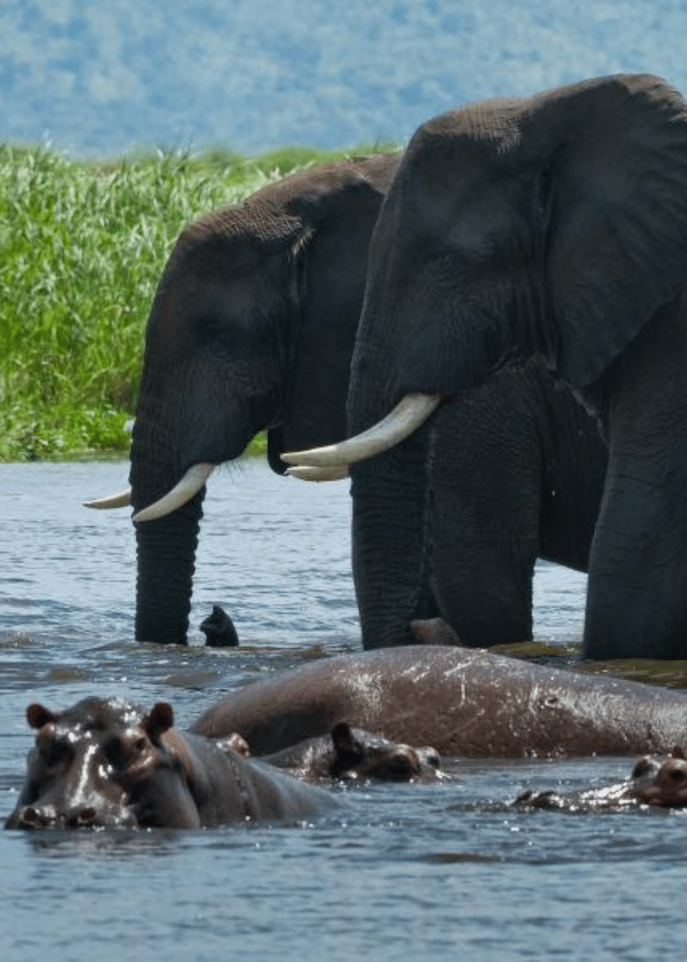 Do I need a visa for Uganda from the UK? - elephants and hippos