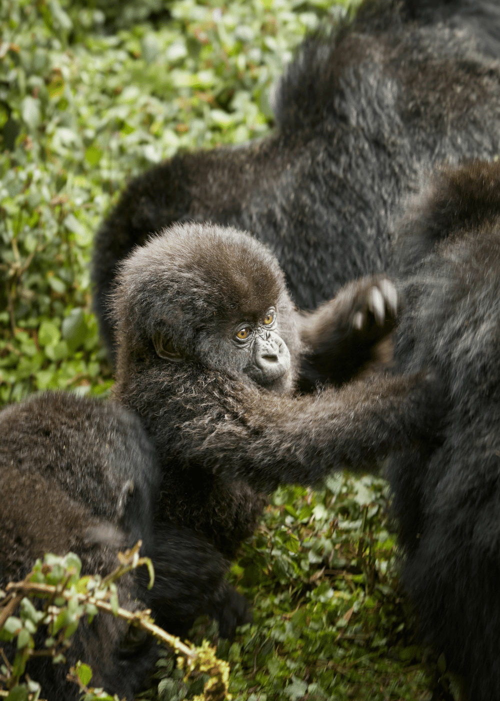 Do I need a visa for Uganda from the UK? - baby gorilla