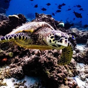 Turtle Maldives