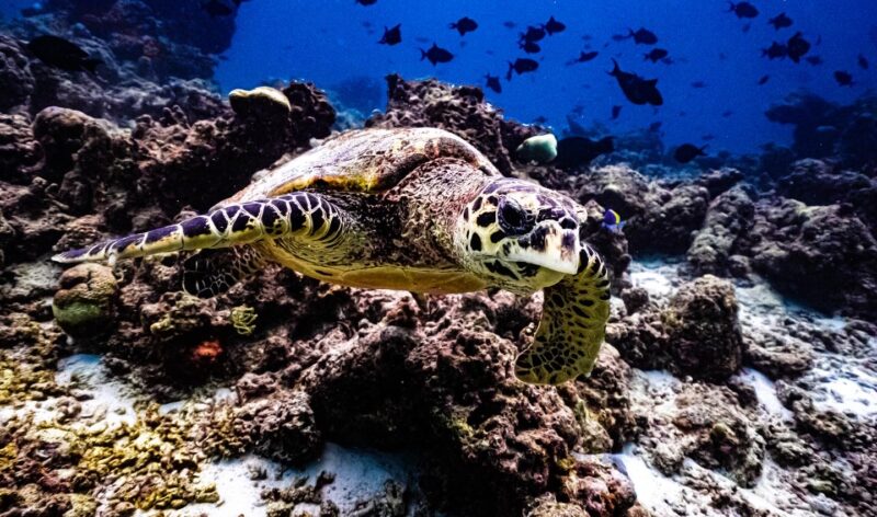 Turtle Maldives