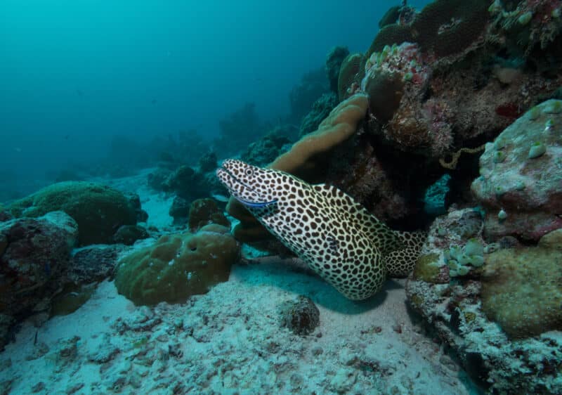 keana diving honeycomb