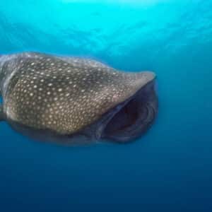 whaleshark Maldives