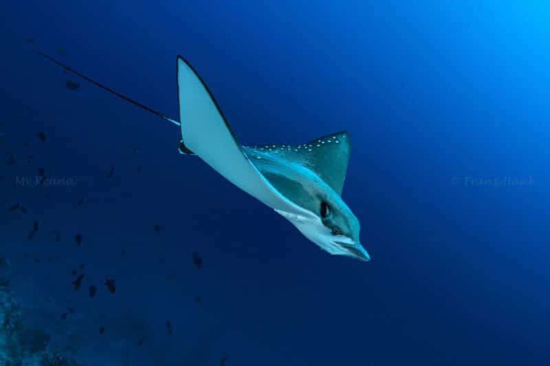 mvkeana eaglyray hajek