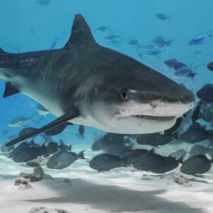 mvkeana tigershark fuvamulah hajek