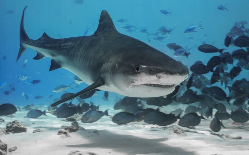 mvkeana tigershark fuvamulah hajek