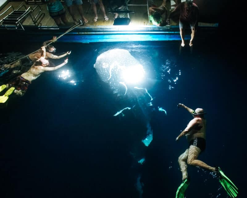 whaleshark night mvkeana