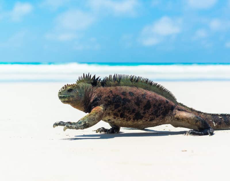 Galápagos land iguana walking across white sand beach