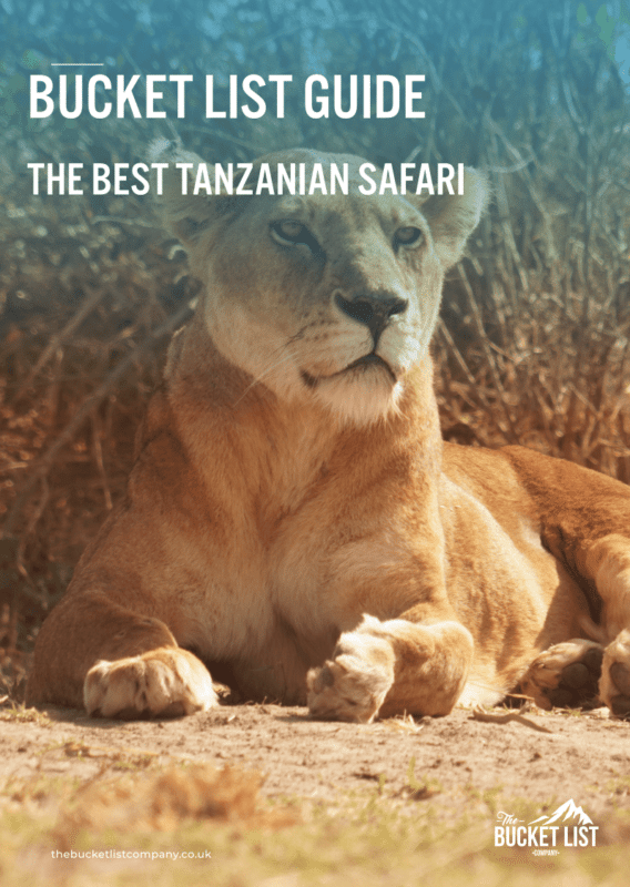 A lion lying on the ground looking into the distance Text overlay reads: "Bucket List Guide: The Best Tanzanian Safari " The Bucket List Company logo is in the corner A website URL is at the bottom