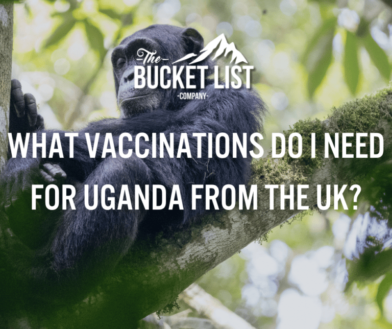 A chimpanzee relaxes on a tree branch in a lush green forest while text overlays the image: "The Bucket List Company Discover what vaccinations you need for Uganda from the UK