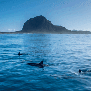 Dolphins swimming in the ocean off the coast of Mauritius with a mountain rising in the background.