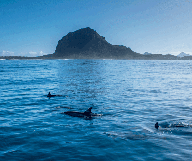 Dolphins swimming in the ocean off the coast of Mauritius with a mountain rising in the background.