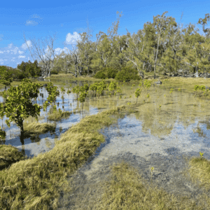 Mangrove wetlands in Mauritius with shallow water, grasses and small trees reflecting the sky.