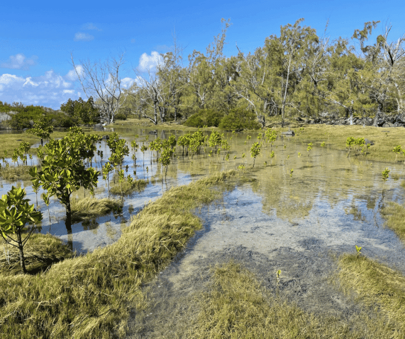 Mangrove wetlands in Mauritius with shallow water, grasses and small trees reflecting the sky.