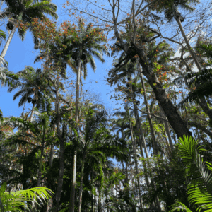 Tropical forest in Mauritius with tall palm trees and dense green vegetation.