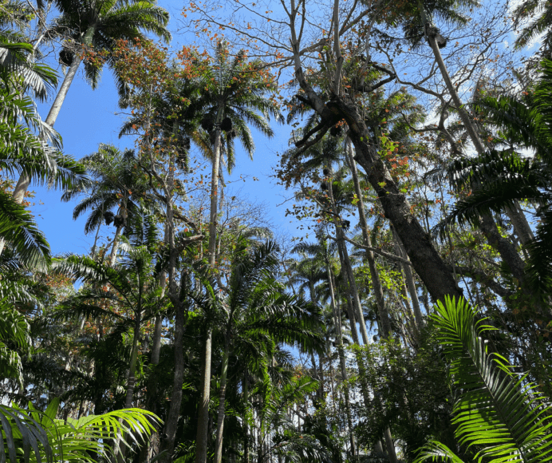Tropical forest in Mauritius with tall palm trees and dense green vegetation.