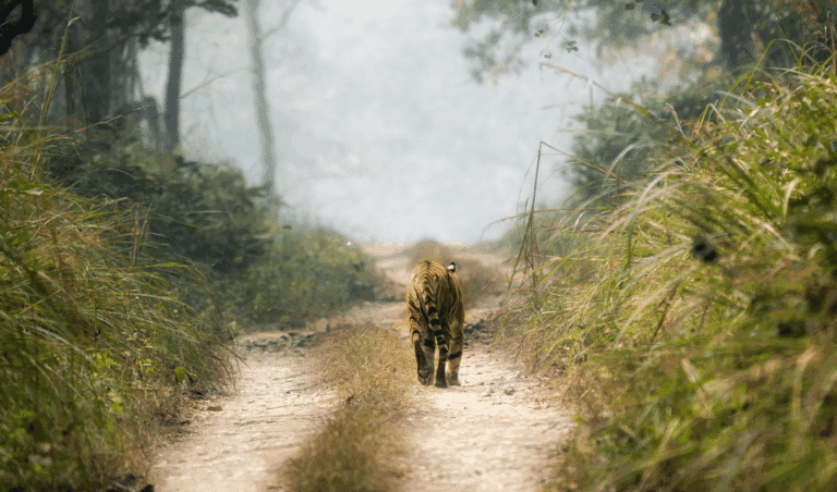 Bengal tiger walking through forest grassland in Chitwan National Park