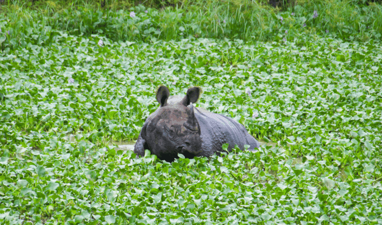Greater one-horned rhinoceros resting in wetland vegetation in Chitwan National Park