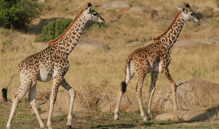 Tanzanian Safari DAY png