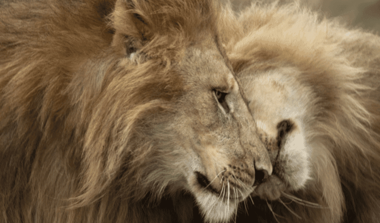 Tanzanian Safari Day png