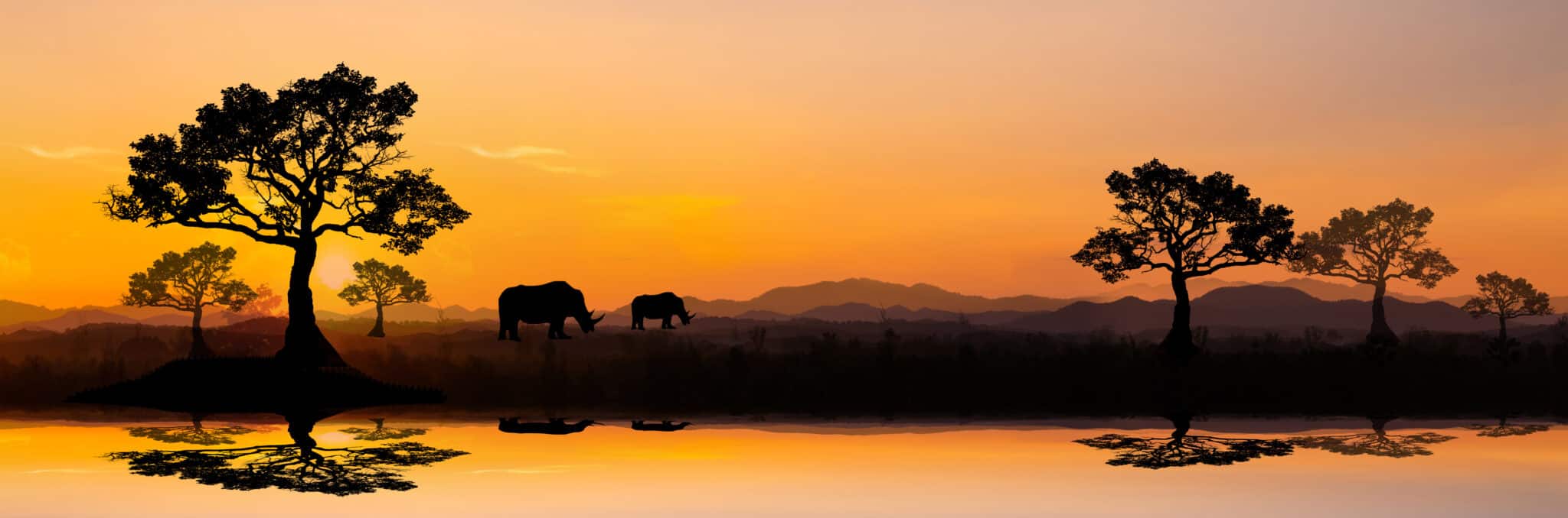 unset in africa, safari with wild animals. giraffes against the background of sunset in the savannah.Amazing. Panorama silhouette tree in africa.